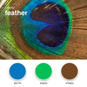 17. Colorful feather - Branding Color Palette #0477bf #04bf55 #734822